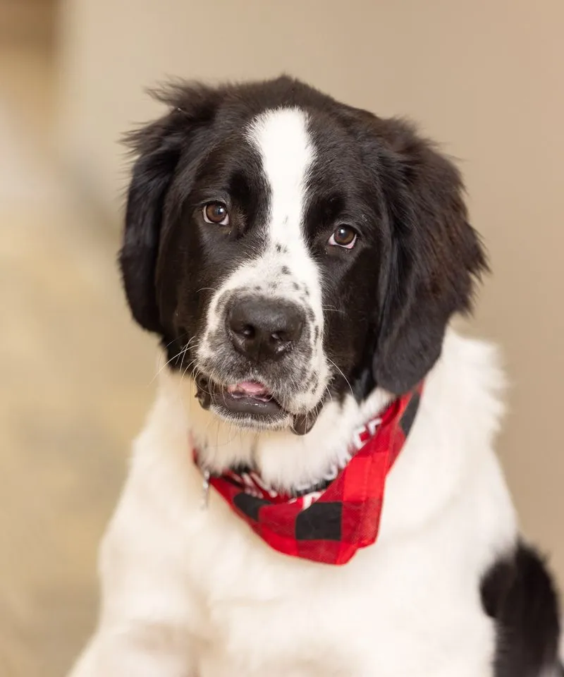Photo of a dog